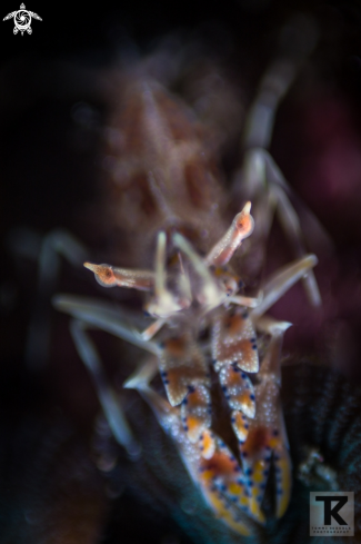 A Phyllognatha ceratophthalmus | Spiny tiger shrimp