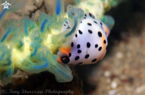 A Cuspivolva platysia | Platypus Cowry