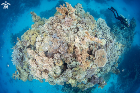 A Rocar reef