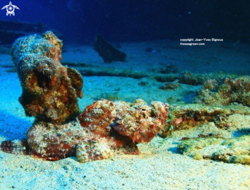 A Scorpaenidae | Scorpionfish