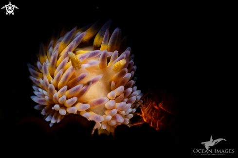 A Gasflame Nudibranch