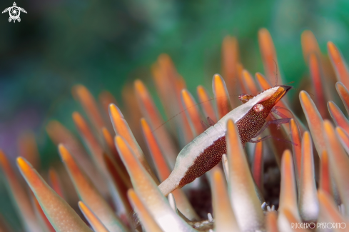 A Periclimenes soror | Star shrimp