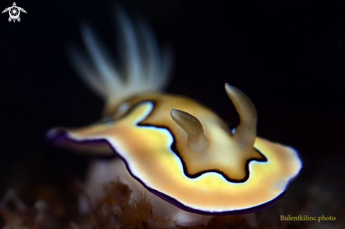 A Nudi