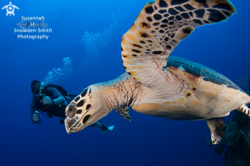 A Hawksbill turtle