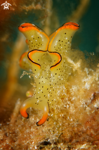 A Elysia marginata | Nudibranche, Saftschnecke