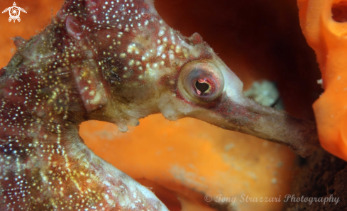 A White's seahorse