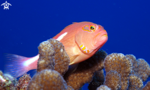 A Hawkfish 