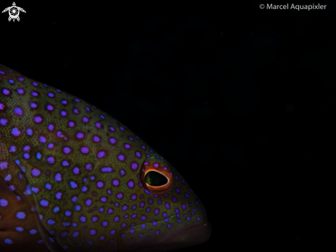 A Bluespotted Grouper