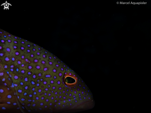 A Cephalopholis argus | Bluespotted Grouper