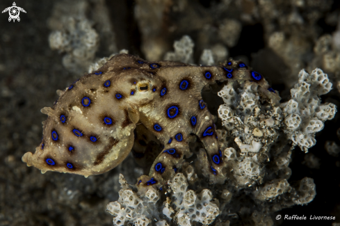 A Blue ring octopus