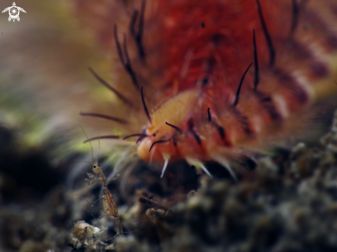 A SKELETON SHRIMP