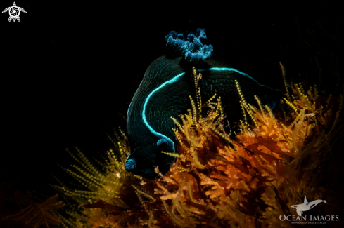 A Black Nudibranch