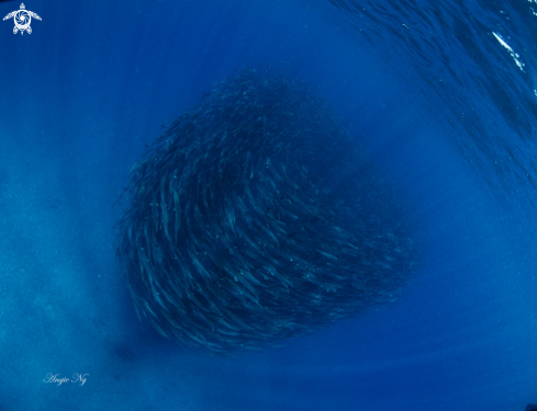 A Barracudas | Barracudas