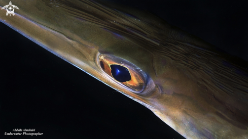 A Bluespotted cornetfish