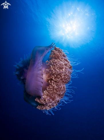 A Jelly fish