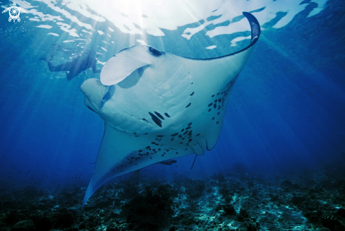 A Manta birostris