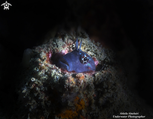 A blenny fish