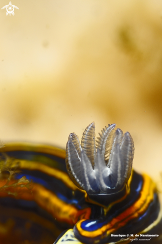 A Felimare villafranca | Nudibranch