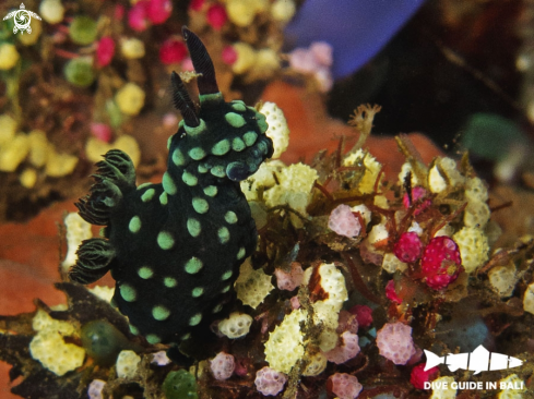 A Nembrotha cristata | Nudibranch