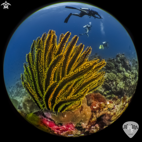 A Crinoidea | Feather star from similan. Thailand