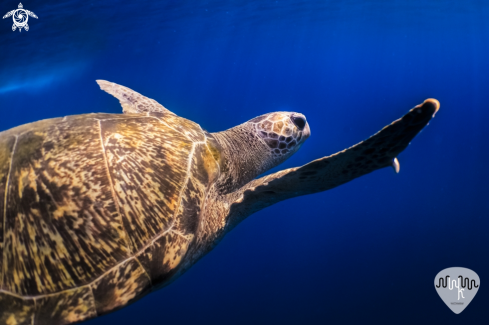 A Chelonia mydas  | Chelonia