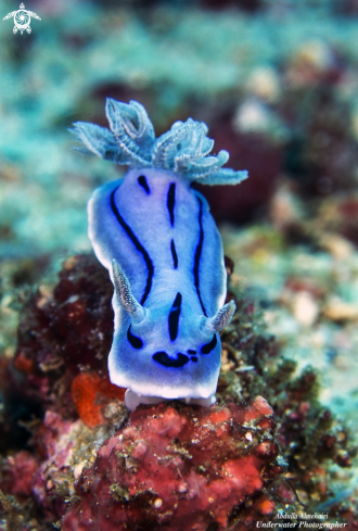 A Nudibranch