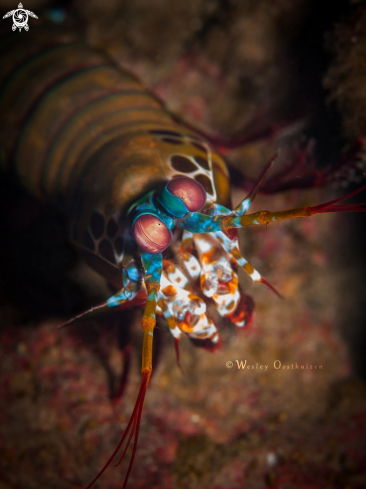 A Peacock mantis shrimp