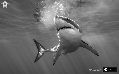 A Great White Shark