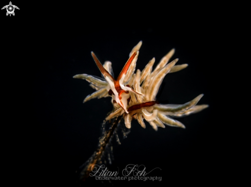 A Seaslug