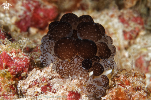 A Ceratophyllidia africana | Annother rare nudi