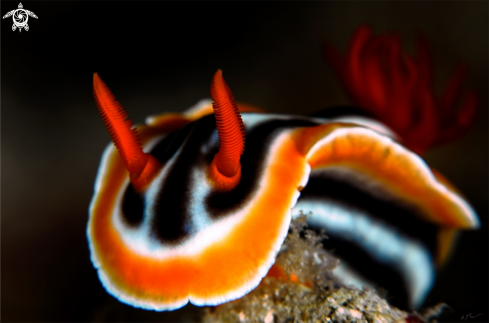 A Nudi