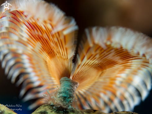 A Tube worm