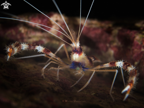 A Banded Coral Shrimp