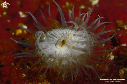 A anemone