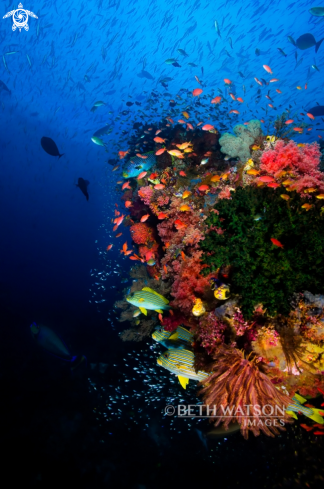 A Reef Scene with glass fish