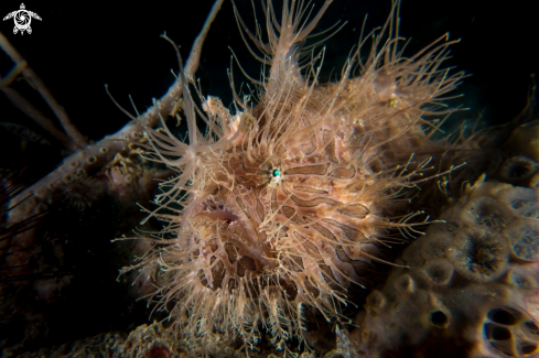 A Hairy Frogfish