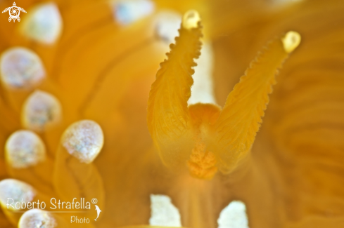 A Janolus cristatus | Janolus cristatus