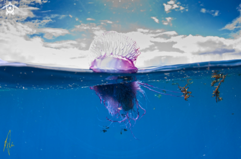 A Portuguese Man of War