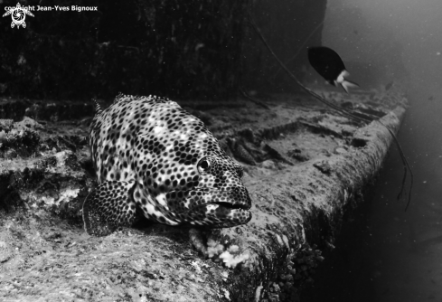 A Grouper-Epinephelinae