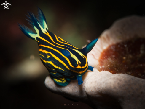 A Roboastra luteolineata | Nudibranch