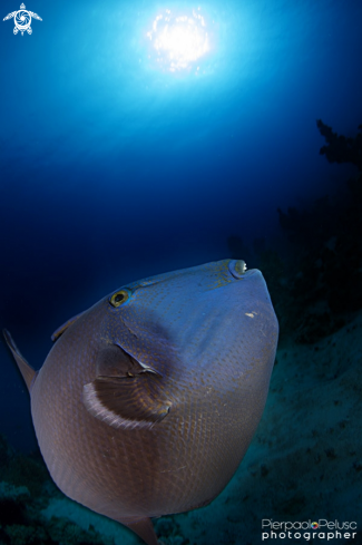 A Trigger Fish