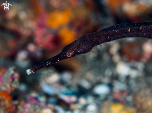 A Slender Pipefish