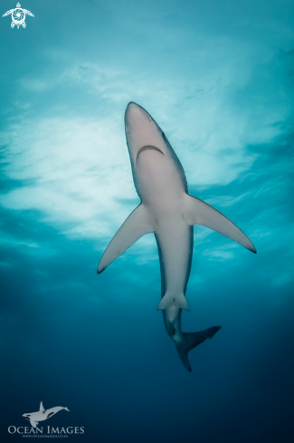 A Blue Shark