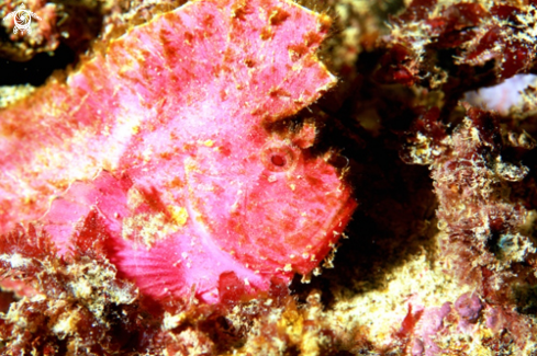 A Antennariidae -Frogfish