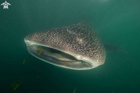 A Whale shark