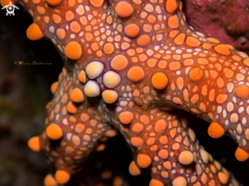 A Nodular Sea Star/Friant's Seastar