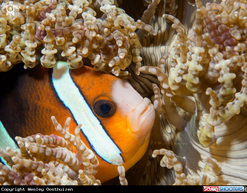 A Orange-fin anemonefish