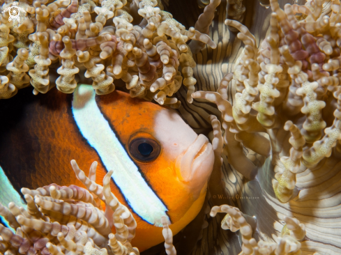 A Orange-fin anemonefish