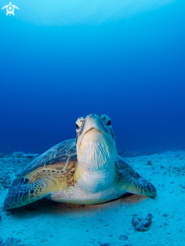 A Green Turtle