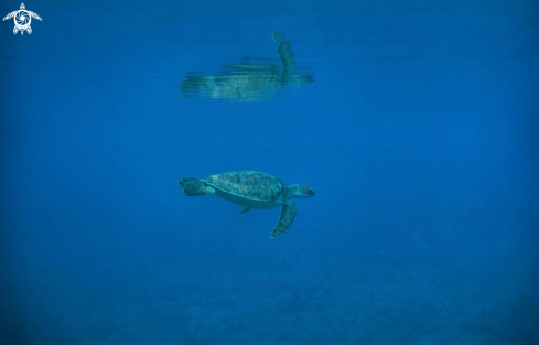 A Green Turtle